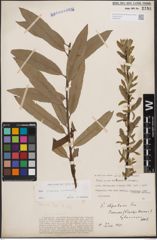 Foto von Salix cinerea L. x Salix viminalis L.